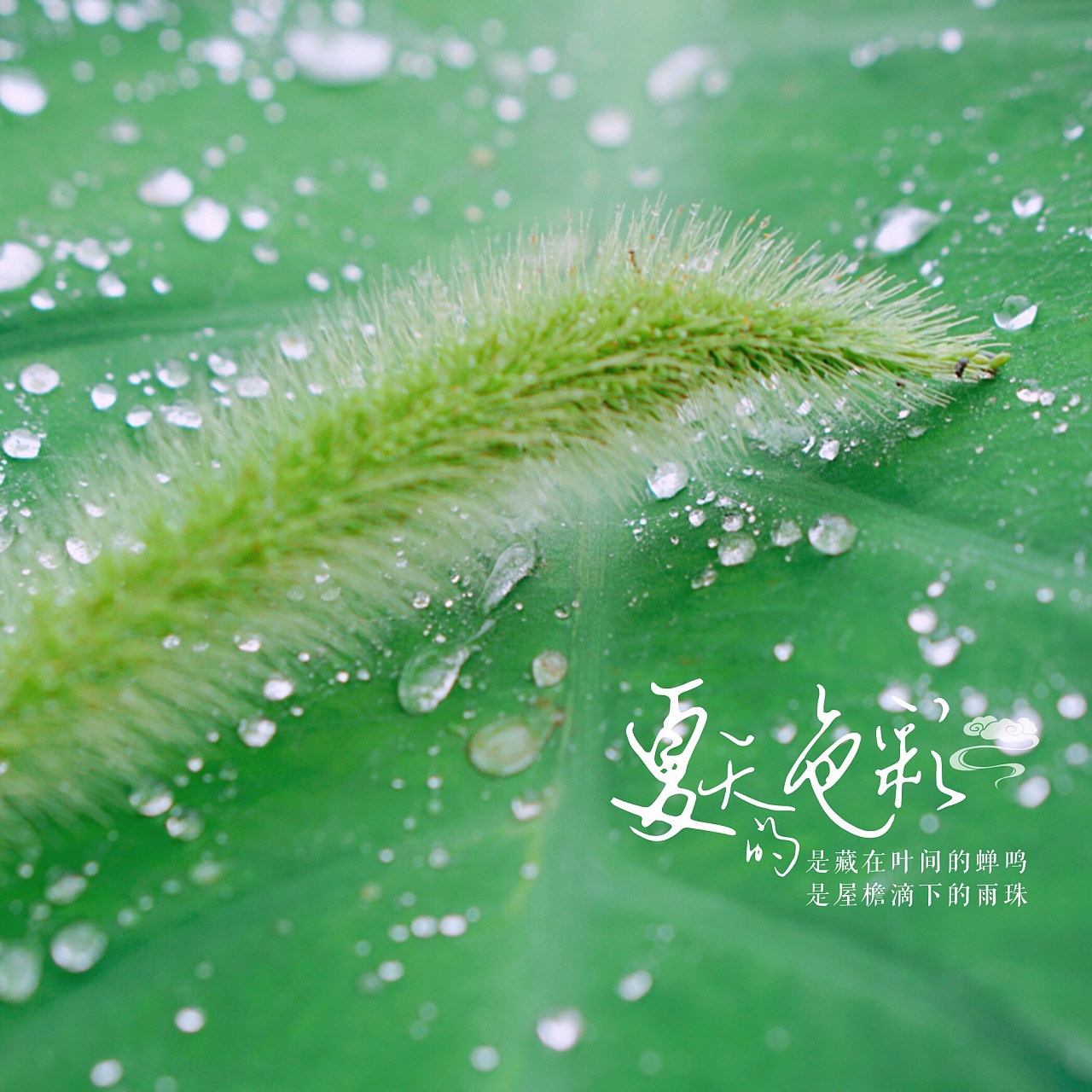 夏娜_夏娜的声优是谁_夏娜的英文