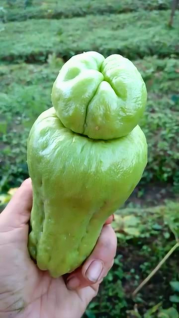 咘瓜手表app打不开_咘瓜app客户端下载_芋瓜短视频app下载