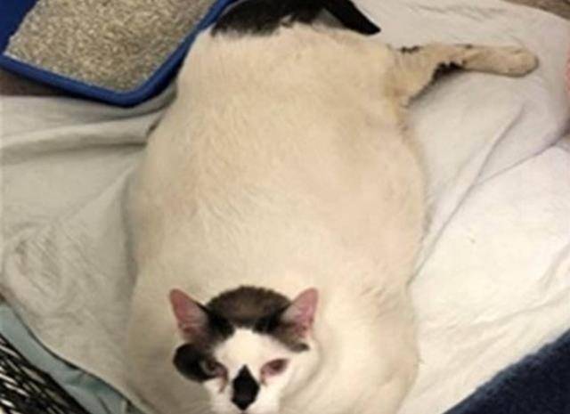 肥猫网下载_肥猫网官网_肥猫网