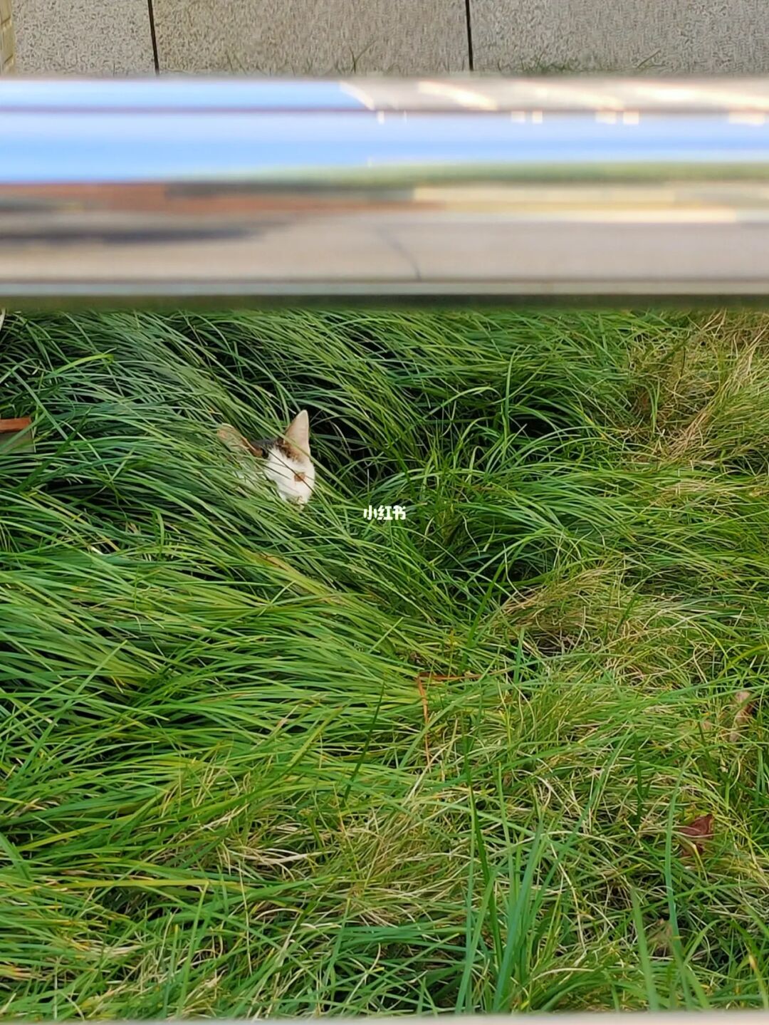 躲猫猫手机游戏联机版下载_躲猫猫手机游戏联机版下载_躲猫猫手机游戏联机版下载