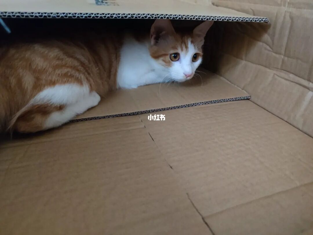 躲猫猫手机游戏联机版下载_躲猫猫手机游戏联机版下载_躲猫猫手机游戏联机版下载