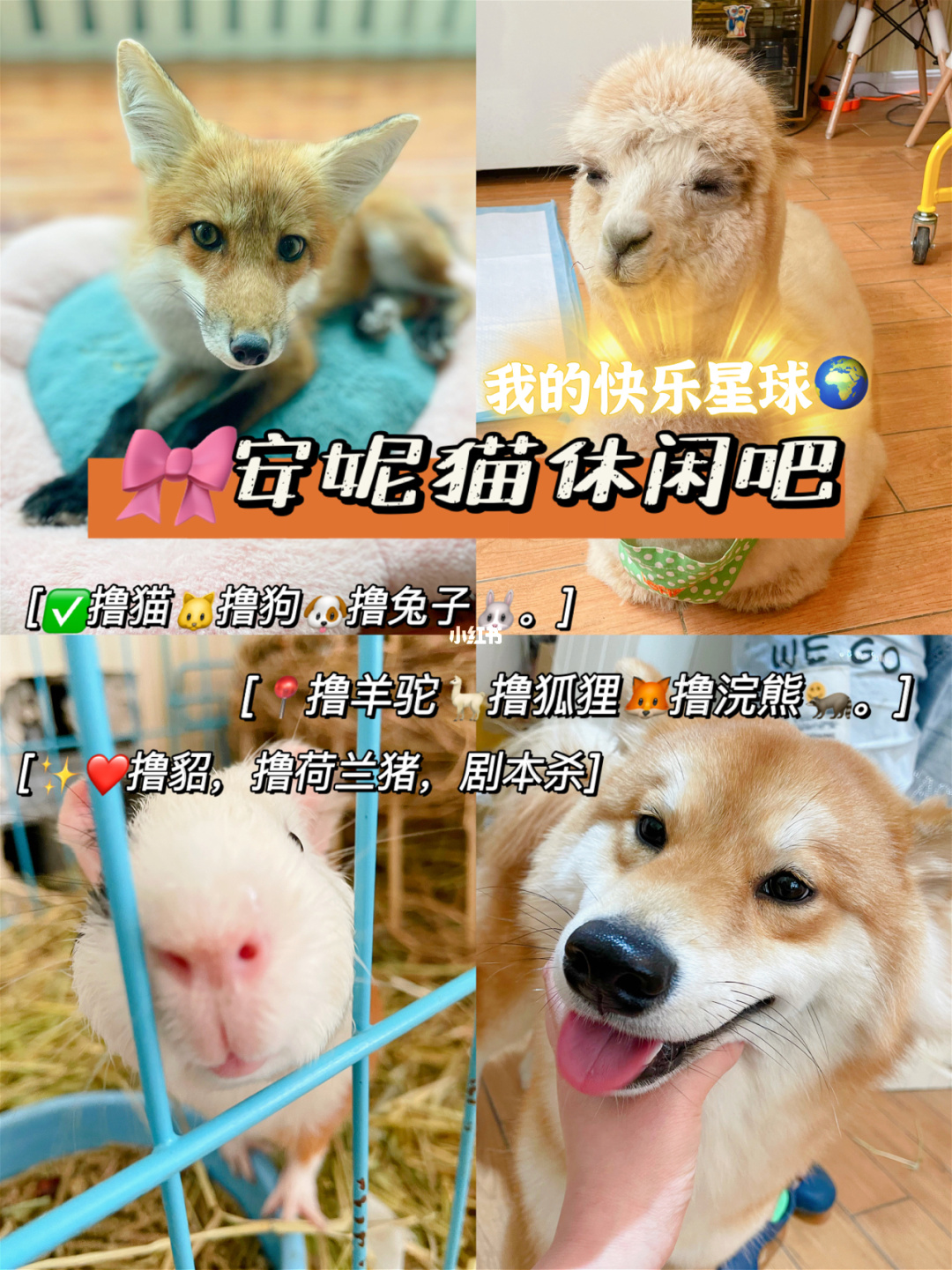 宠物带手机游戏有哪些_带宠物手机游戏有哪些_手机宠物的游戏