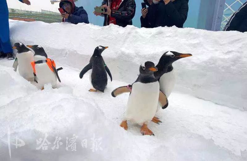 企鹅保护手机游戏叫什么_企鹅保护海报_保护企鹅手机游戏