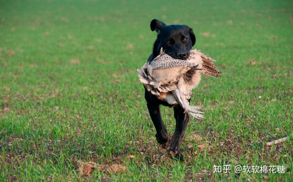 跟狗狗玩儿的游戏_狗狗配手机游戏_给狗狗玩的手机游戏
