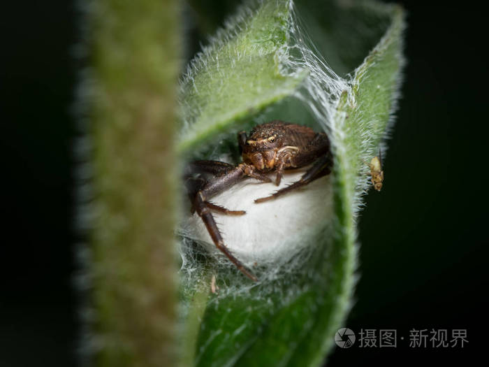 蜘蛛土太湿怎么办_土蜘蛛_蜘蛛土里有白色的小颗粒是什么