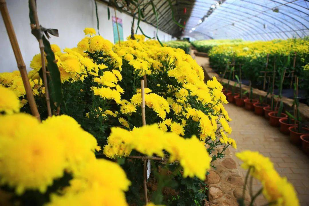 重阳节风俗是_重阳节有什么风俗_风俗重阳节的风俗