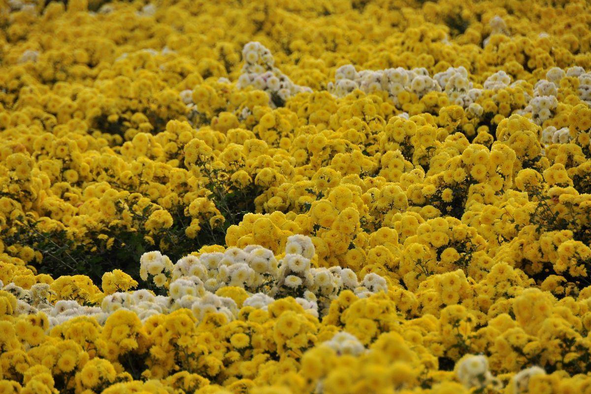 重阳节风俗是_风俗重阳节的风俗_重阳节有什么风俗