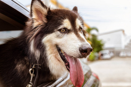 狗打手机游戏会死吗_狗打手机游戏_狗打手机游戏会怎么样