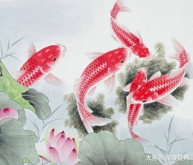 龙凤锦鲤好还是锦鲤好_锦鲤图片_锦鲤