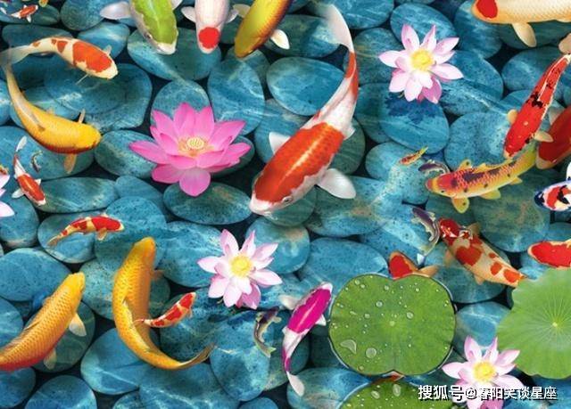 锦鲤图片_锦鲤_龙凤锦鲤好还是锦鲤好