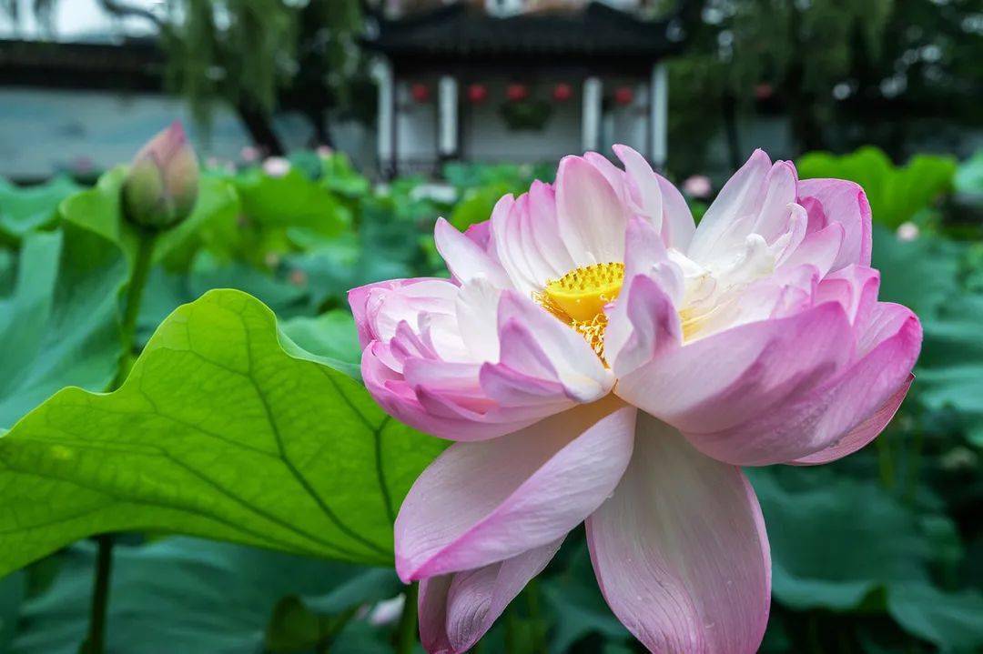 夏天月份是哪几个星座_夏天月份是哪几个月_几月份是夏天