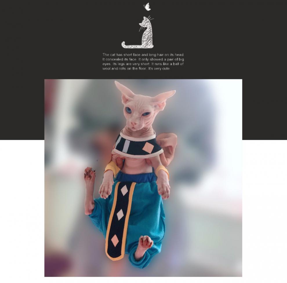 猫神大人与七颗星星_星星猫猫_猫神大人与七颗星星模拟器