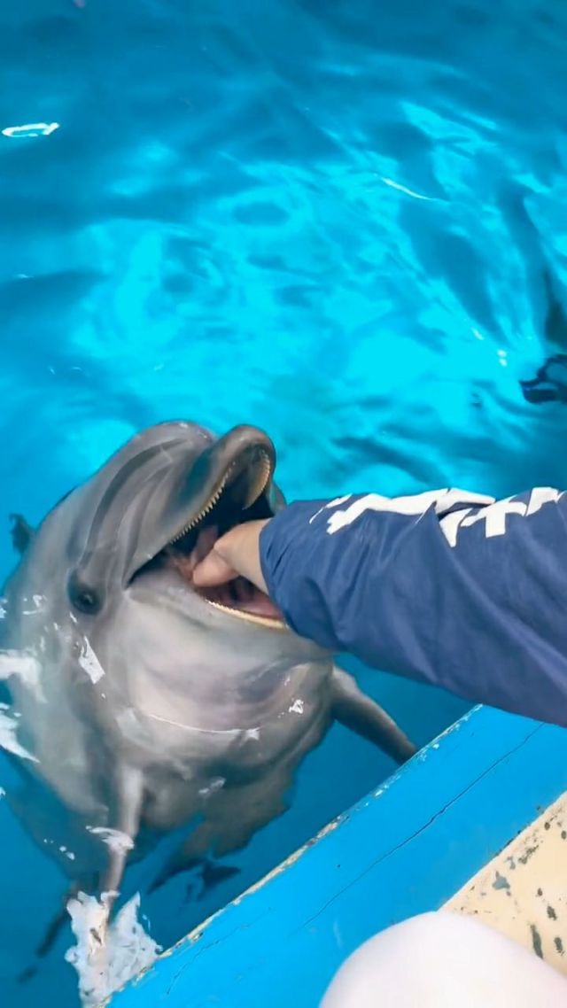 海豚故事会_海豚故事会小程序_海豚的故事