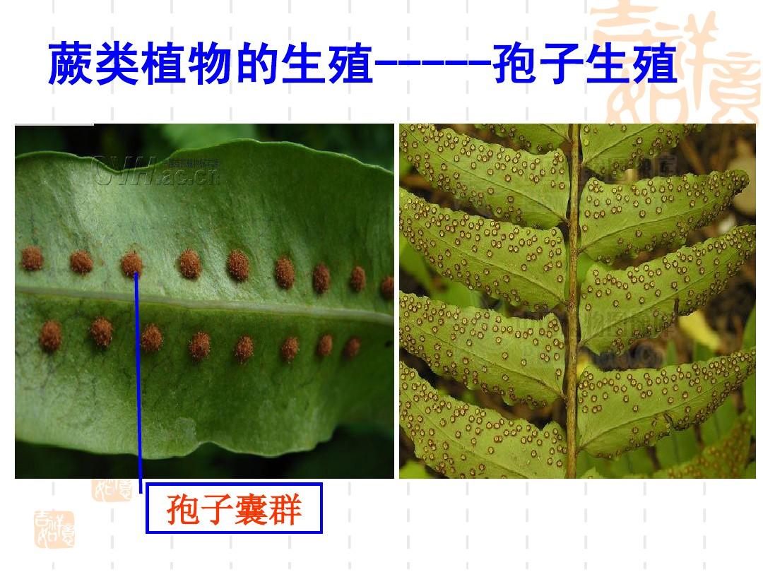 孢子手机游戏 战略_孢子战争手机游戏_孢子战争破解版下载