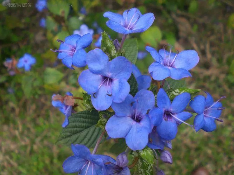 兰堇花花语_兰堇寓意_堇兰