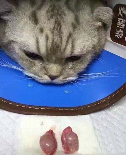 好玩搞笑的联机游戏_搞笑游戏联机手机游戏_游戏搞笑联机手机游戏推荐