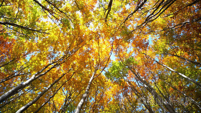 大纲红叶_红叶文章_大纲红叶