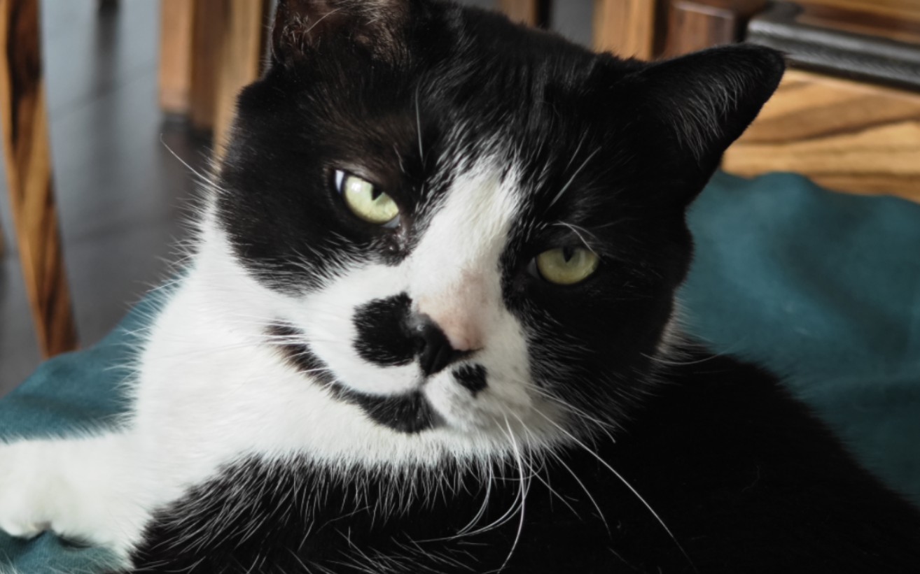 东京猫猫_东京猫猫的名字_东京猫猫擅长做料理缝布娃娃