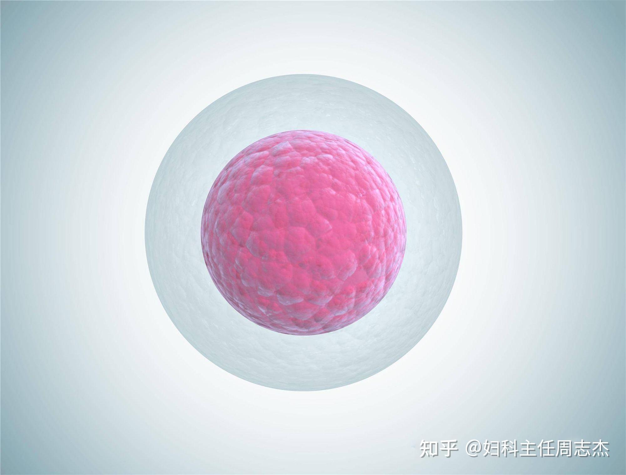 人造细胞卵怎么进化_人造细胞卵_人造卵细胞百度百科
