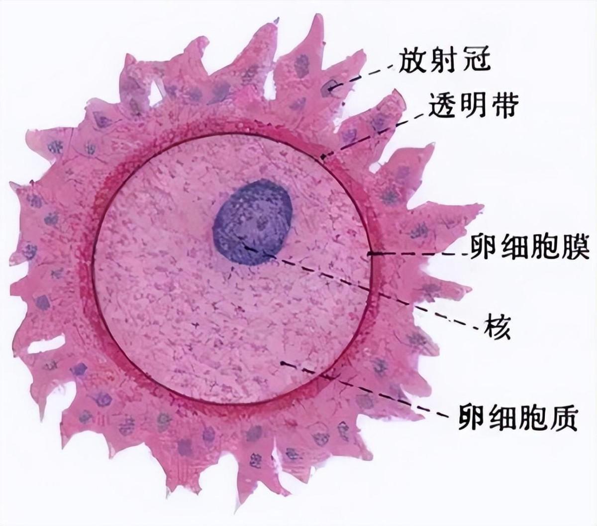 人造卵细胞百度百科_人造细胞卵_人造细胞卵怎么进化