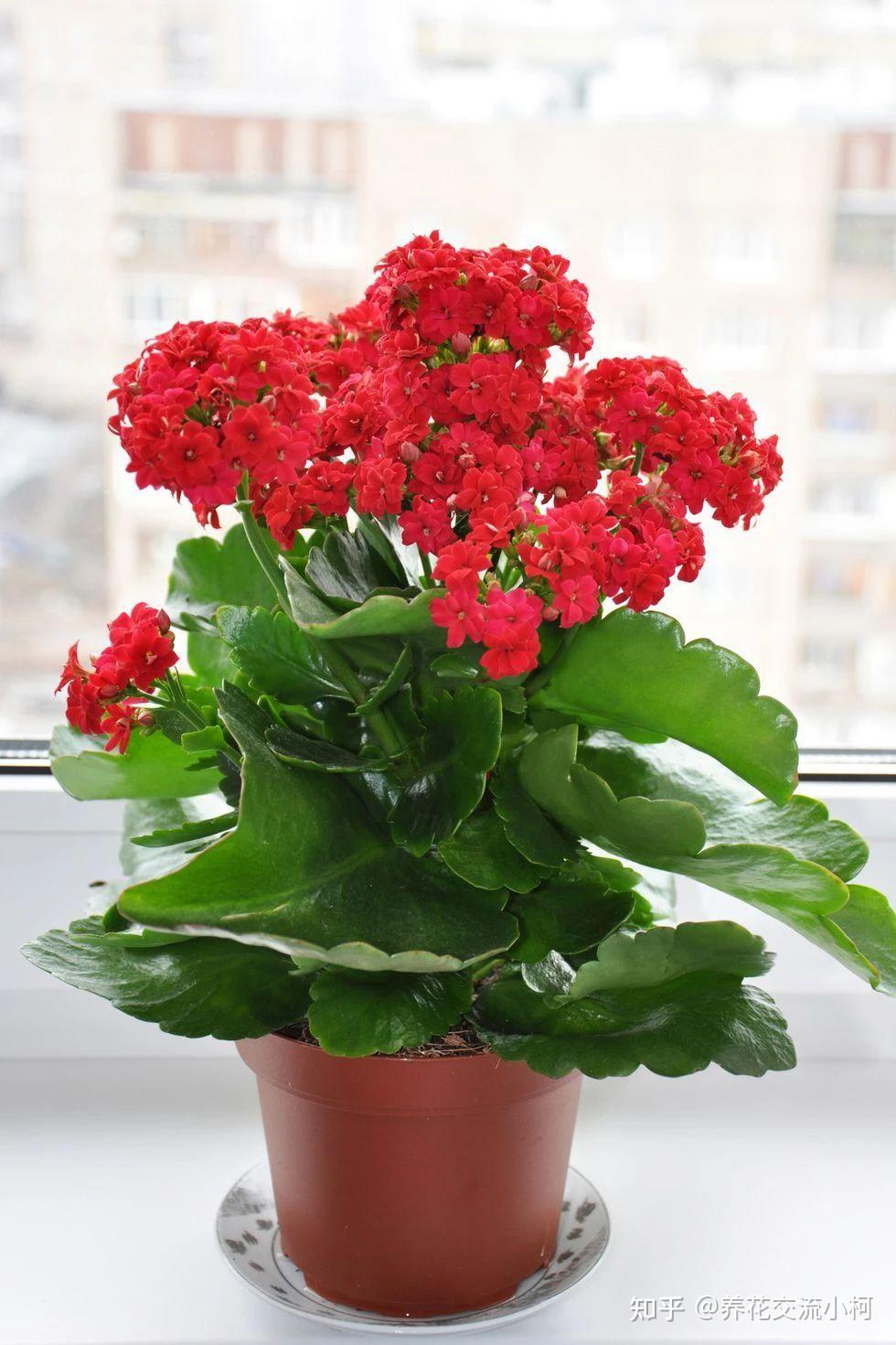 墨小菊线_墨小菊_小菊的春天36
