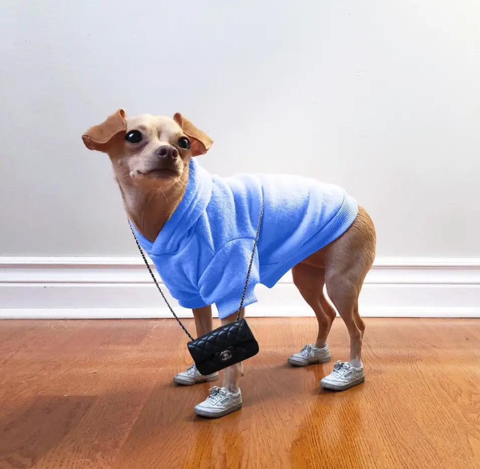 败犬女王_败犬女王泰剧_败犬