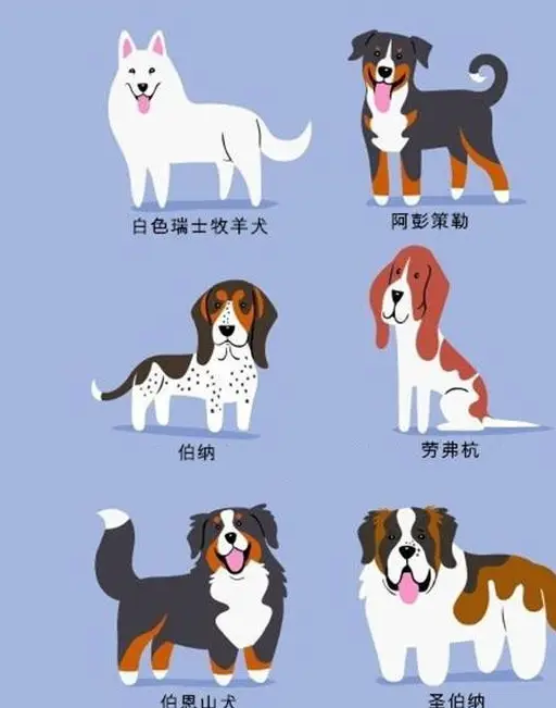 败犬女王_败犬_败犬女王泰剧