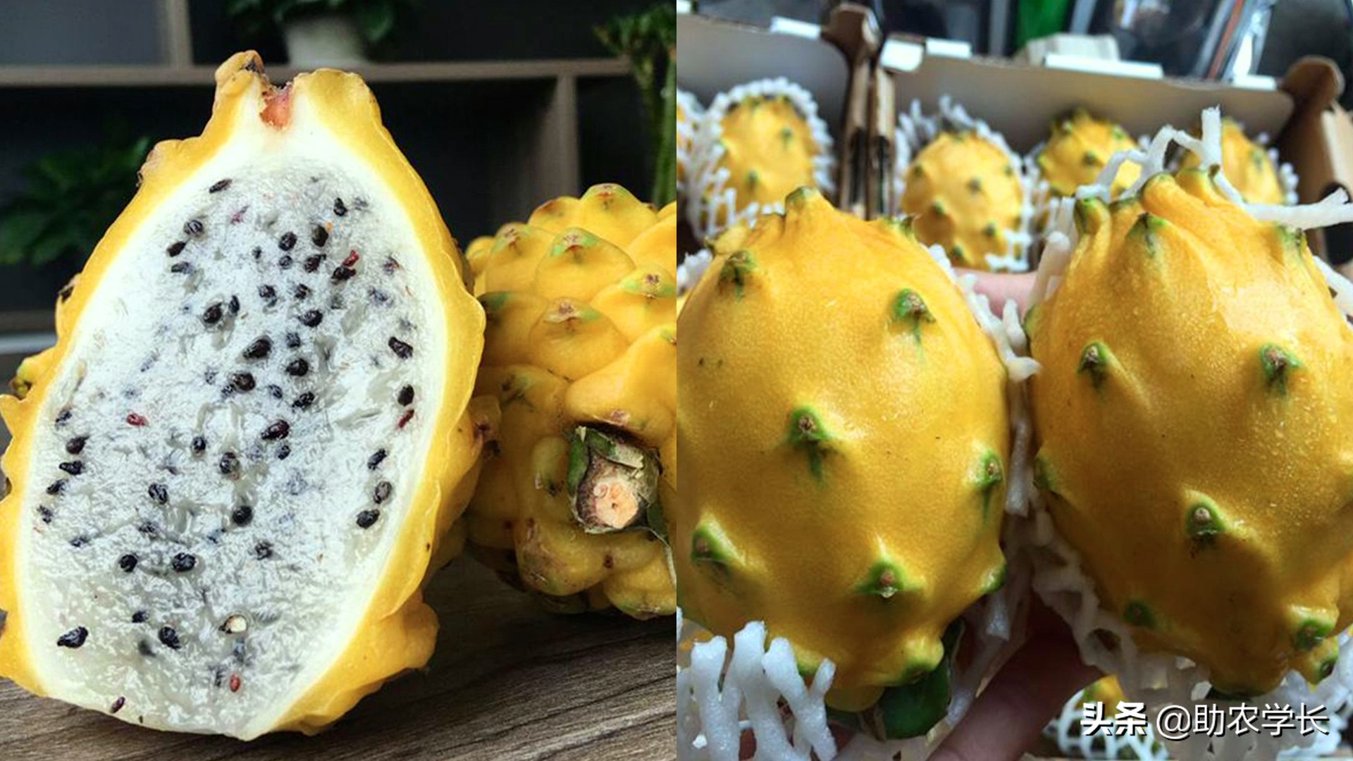 小红龙鱼_小红龙的故事_小红龙