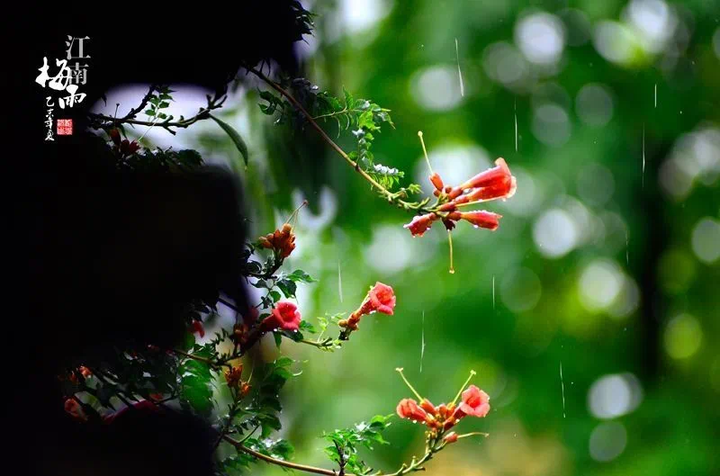 2021年浙江的梅雨季节_浙江几月份梅雨_浙江梅雨季节是几月份