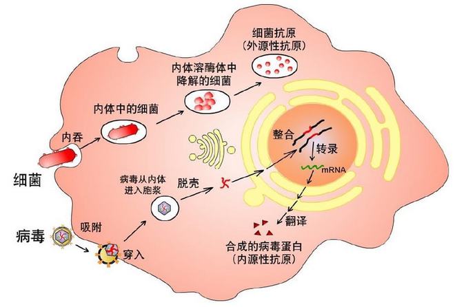 黄素腺嘌呤二核苷酸(fad)_黄素腺嘌呤二核苷酸_黄素腺嘌呤二核苷酸钠滴眼液