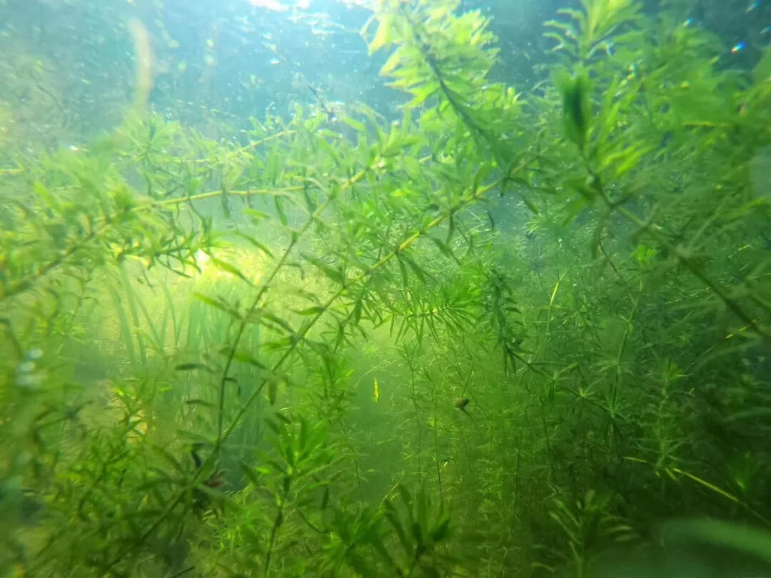 青草鲢鳙四大家鱼图片_青草鲢鳙_青草鲢鳙的俗称