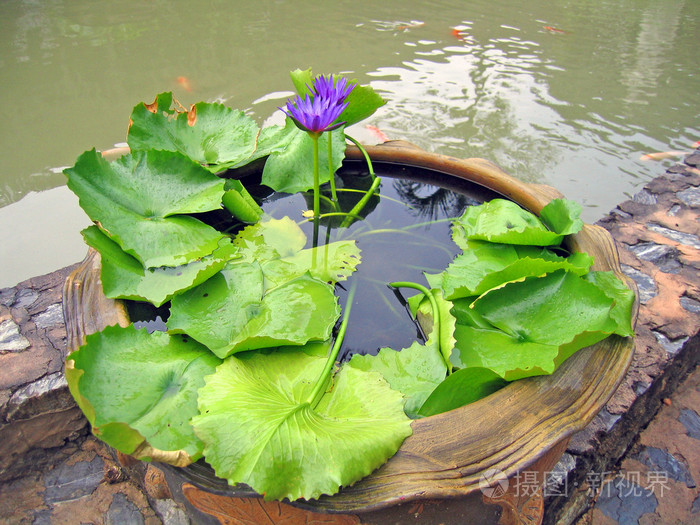 青草鲢鳙四大家鱼图片_青草鲢鳙的俗称_青草鲢鳙