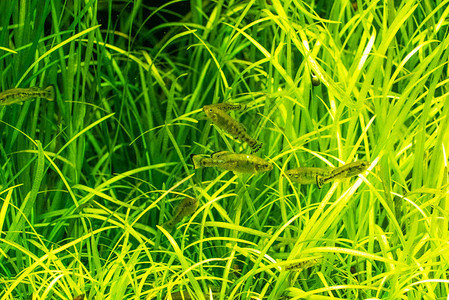 青草鲢鳙_青草鲢鳙四大家鱼图片_青草鲢鳙的俗称