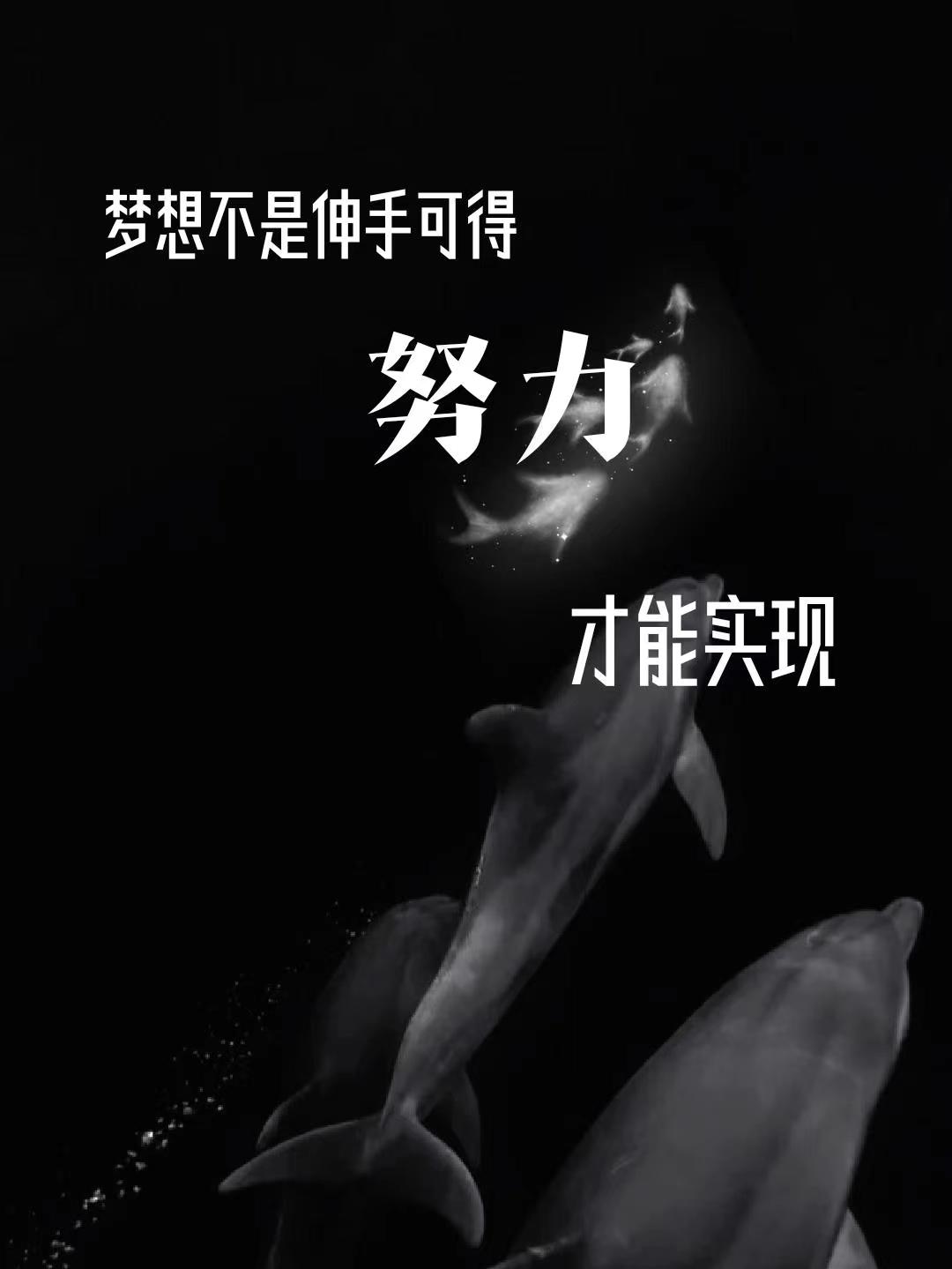 猪突猛进_猪突猛进怎么读_突猪猛进简谱