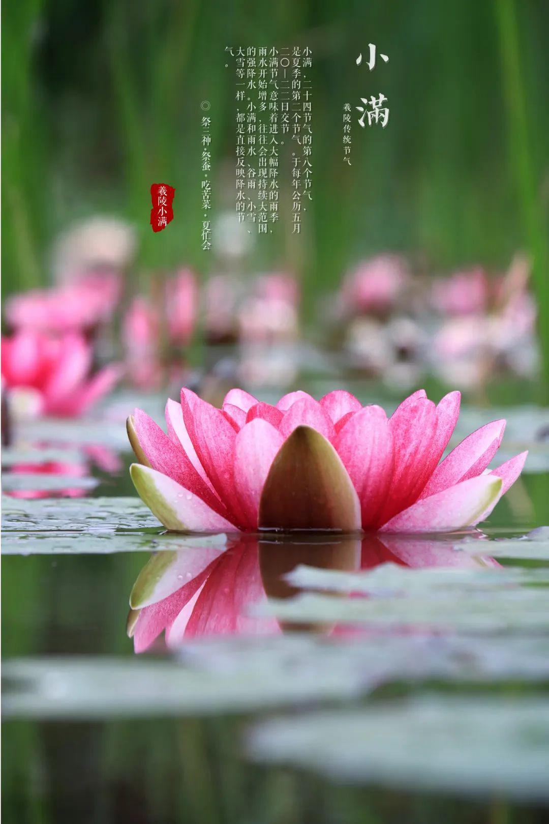 有小满为什么没有大满_有小满满没大满的成语_有小满没有大满