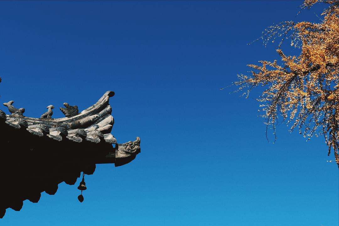 长妻树里-探秘长妻树：神秘庙宇与生机勃勃的生态奇遇