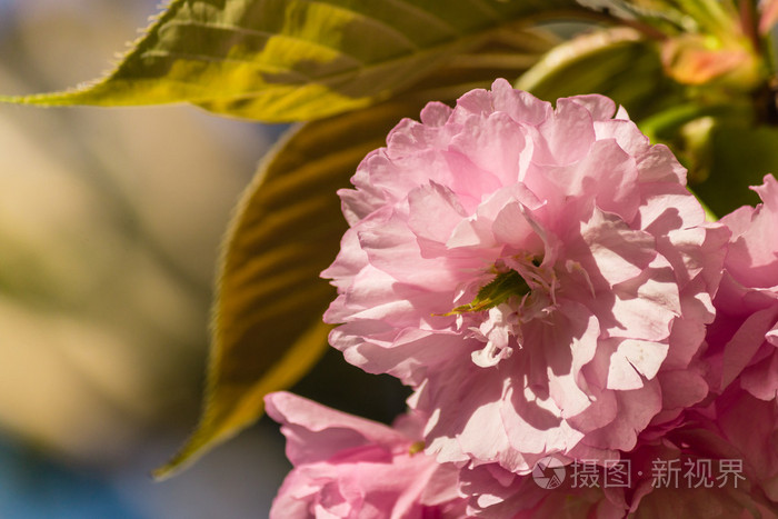 日本樱花节_樱花节日本放假吗_樱花节日本大街上唱的歌曲