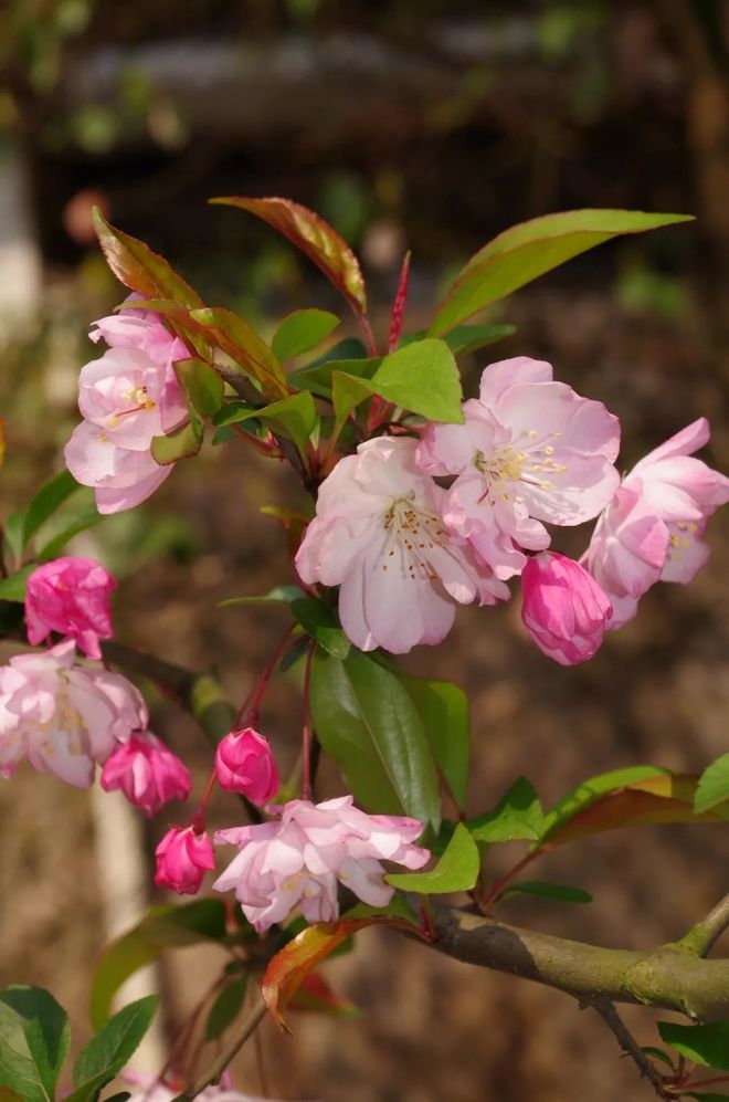 樱花节日本放假吗_樱花节日本大街上唱的歌曲_日本樱花节