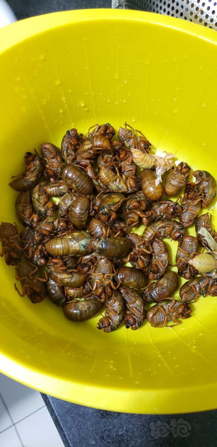 鸡肉味嘎嘣脆_脆肉鸡是哪种鸡_脆鸡肉怎么做