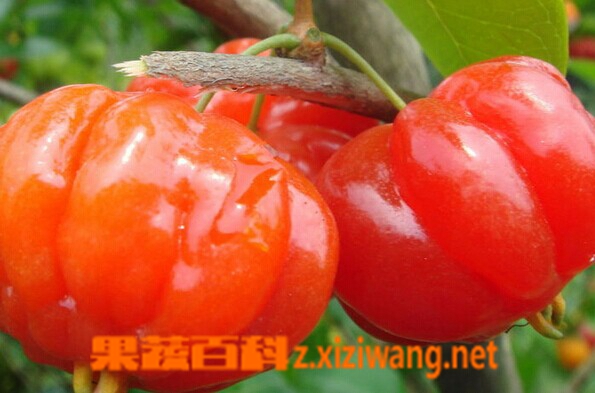 手机游戏串流到电脑_手机游戏串流到电视_串流游戏到手机
