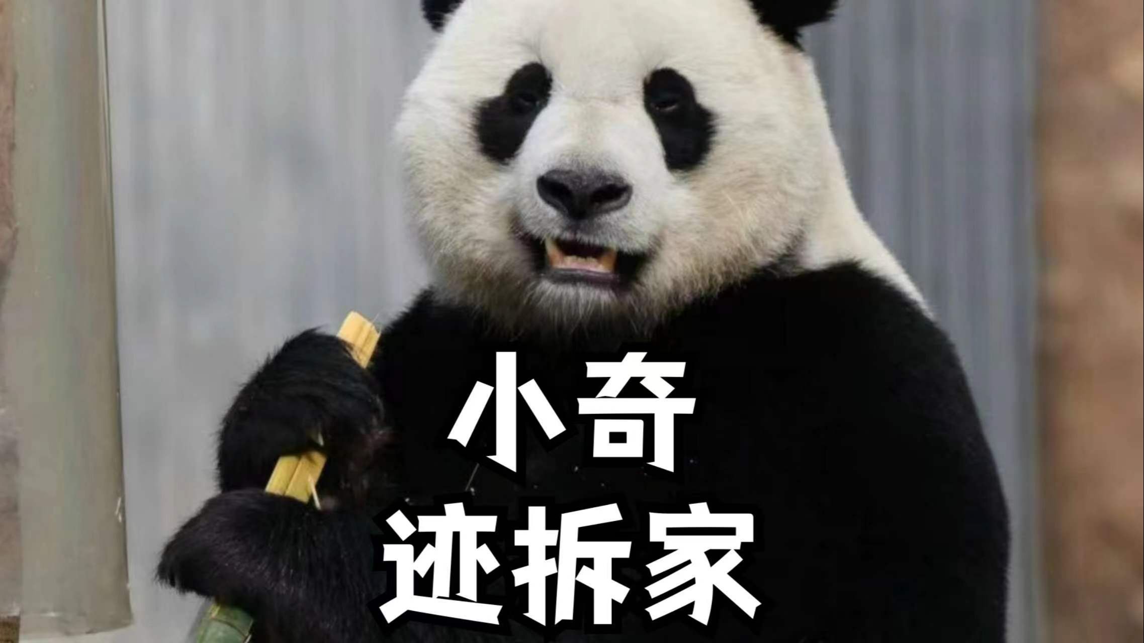 拆家游戏大全下载手机版_拆它小游戏_拆家游戏