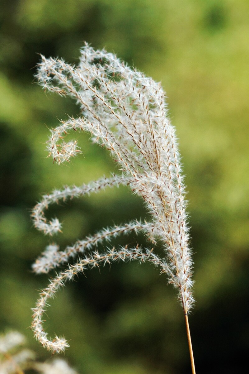 芦苇青青_芦苇清清_青之芦苇怎么不更新了
