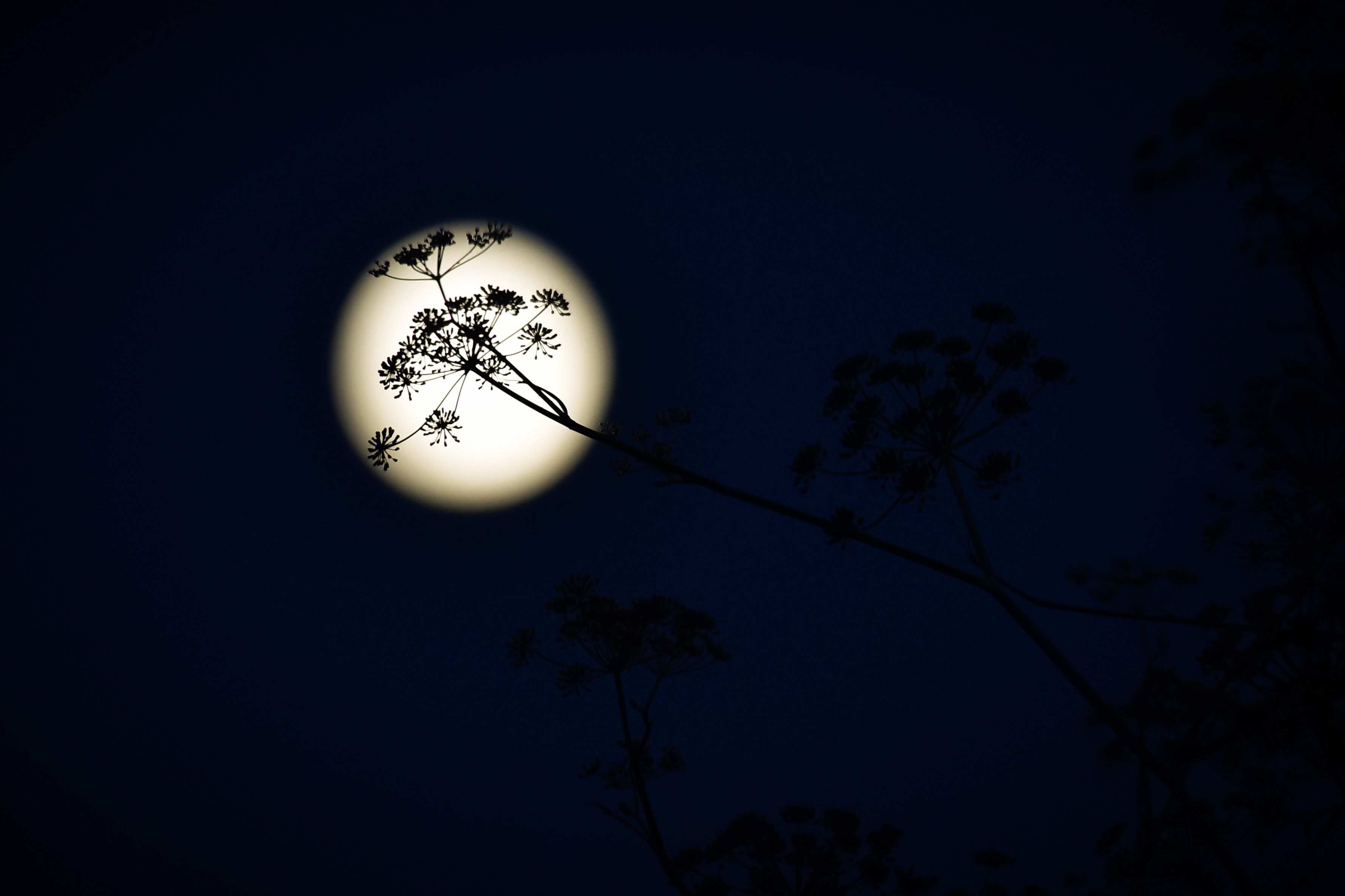 夜猫_十六夜_夜童