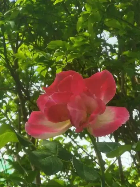 女生爱玩手游_女孩喜欢手机游戏有哪些_5岁女孩喜欢什么手机游戏