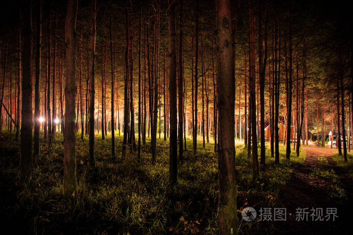 神秘夜晚之旅：近距离观察树獭的神秘生活