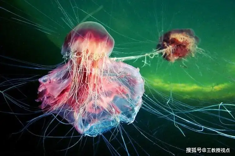 冥凰_冥凰照片_冥凰事件