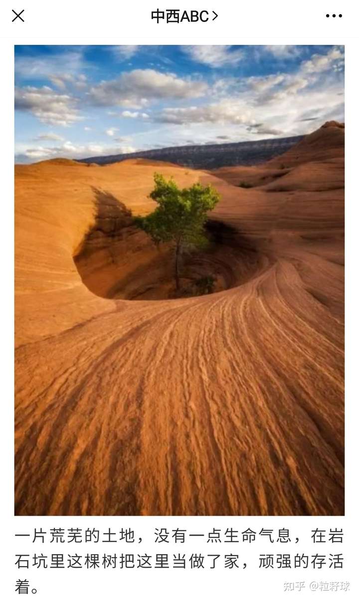 枯萎的世界_枯萎的花终会找到他的归属_永不枯萎的世界与终结之花