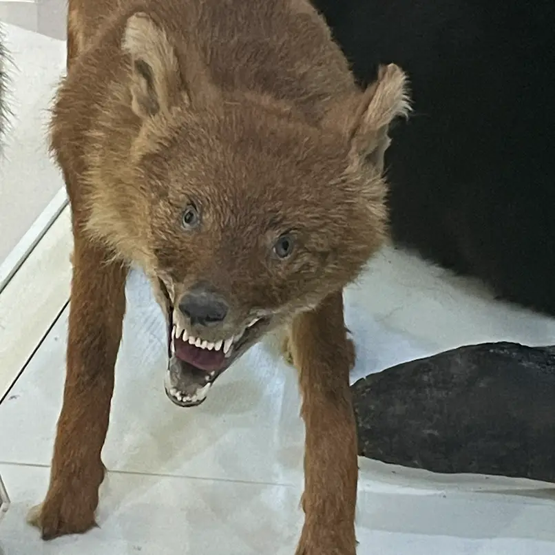 bee手机游戏_手机游戏倍速调节器_手机游戏崩溃是什么原因