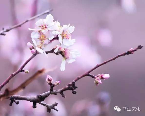 为什么清明节是公历不是农历_清明农历还是公历_清明公历农历节是哪一天