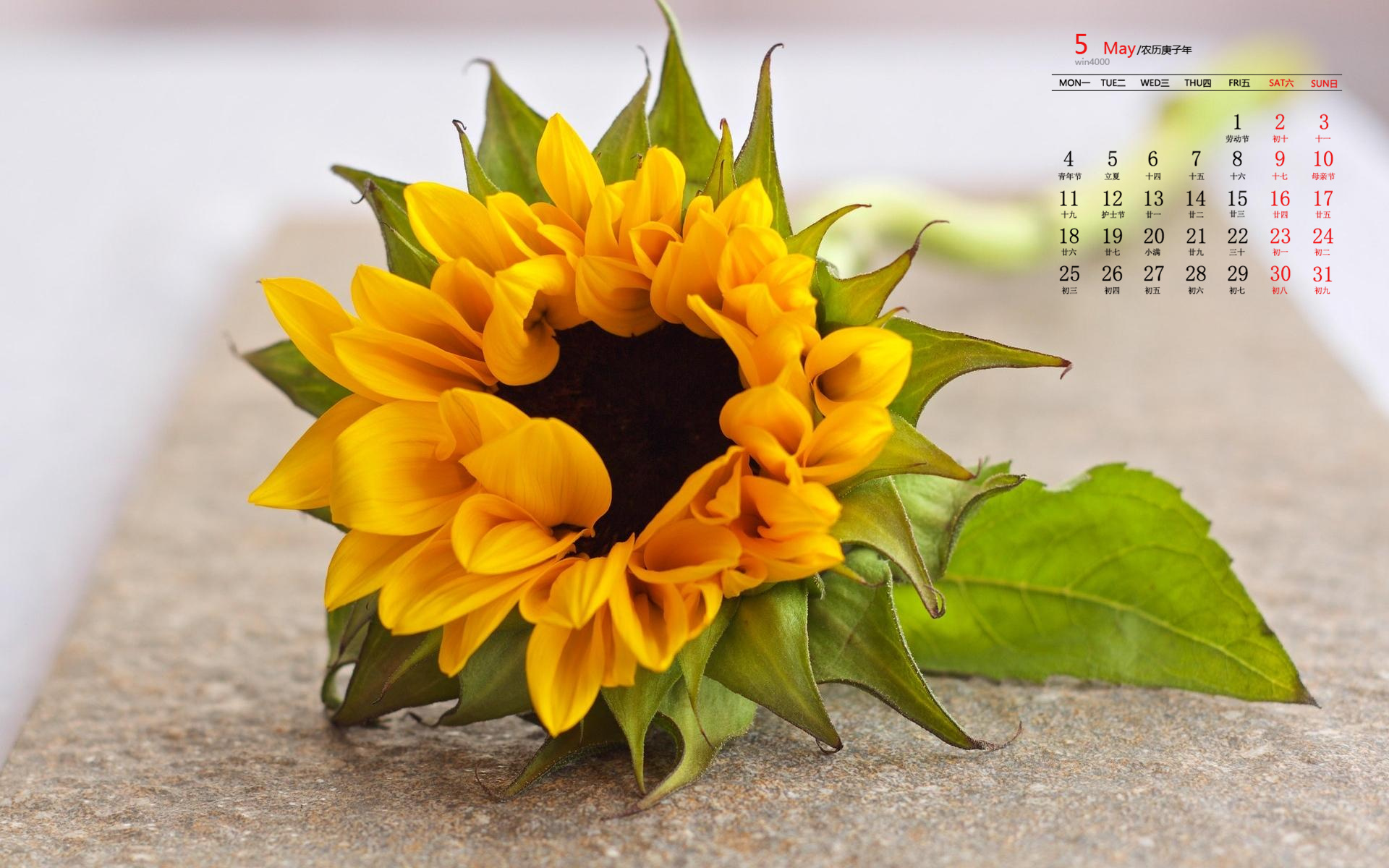 桌面日历表_5月桌面日历_桌面月历app